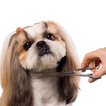 dog-grooming-scissors